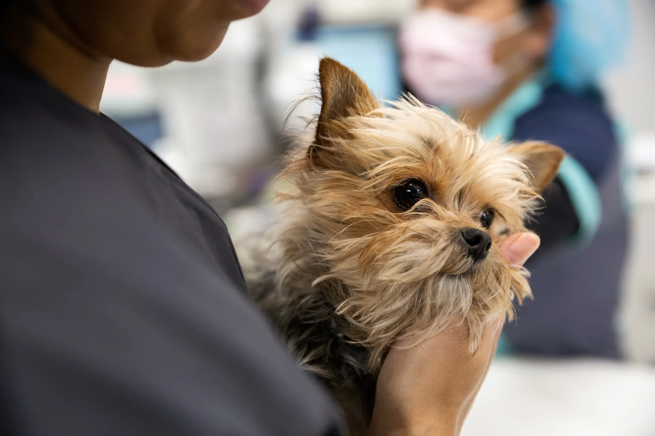 How Astrology Can Improve the Quality of Veterinary Care for Your Dying Pet